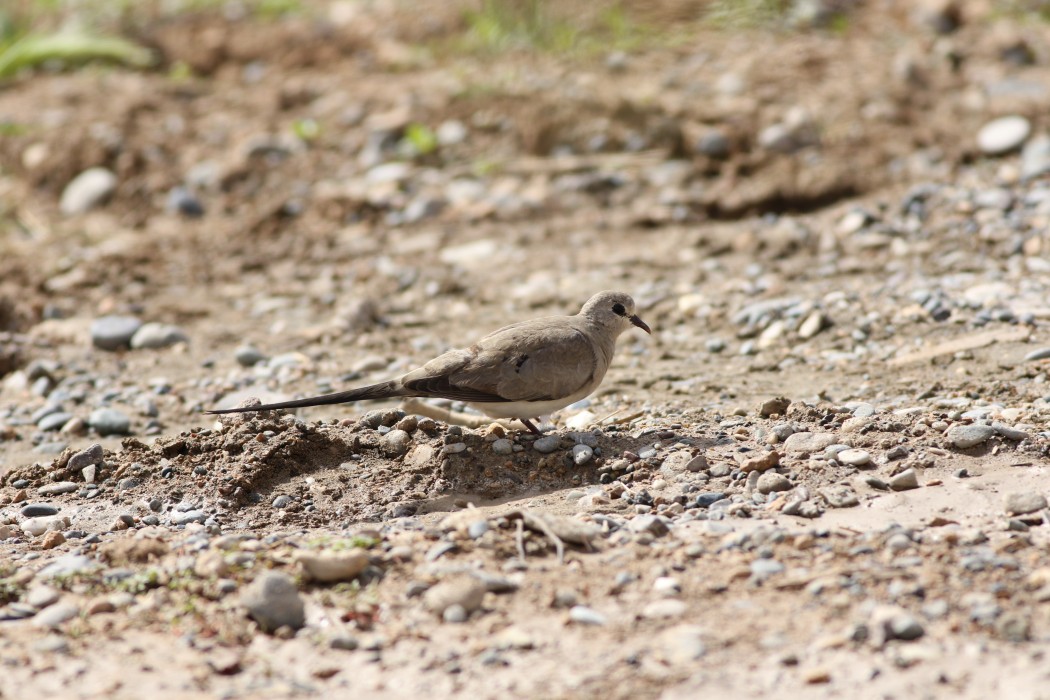 Namaqua Dove