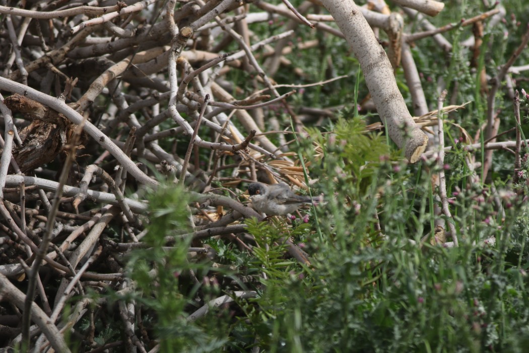 Menetries`s Warbler