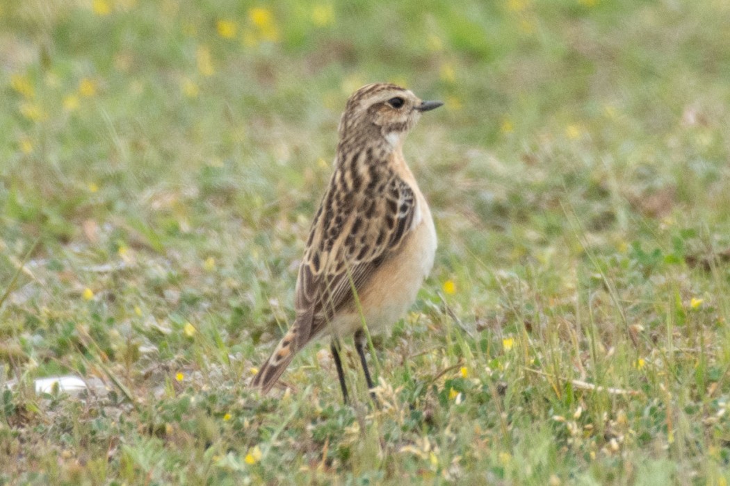 Whinchat