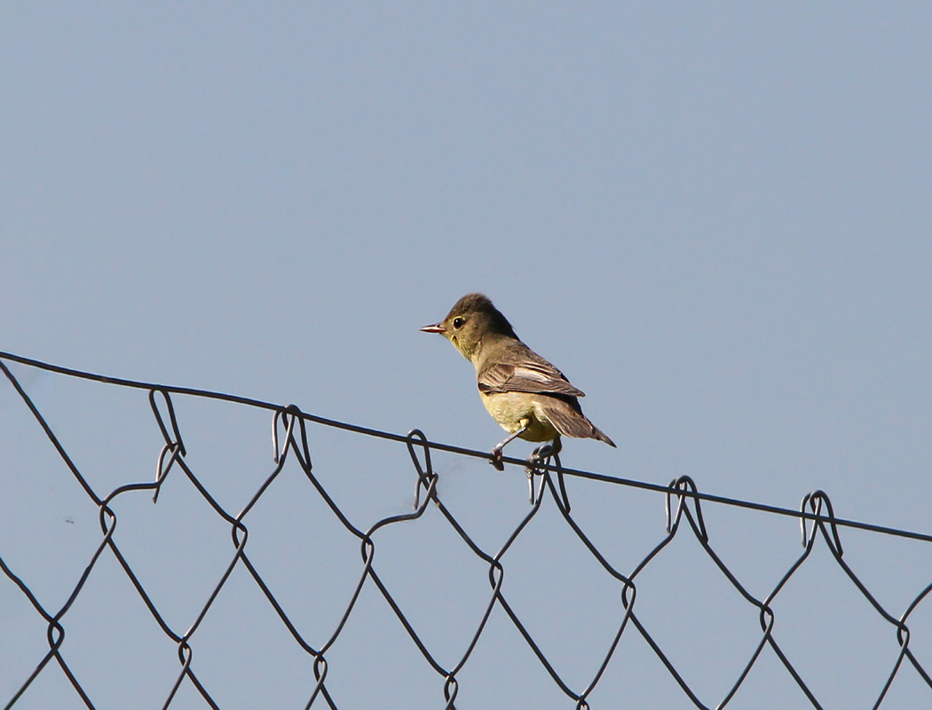 Icterine Warbler