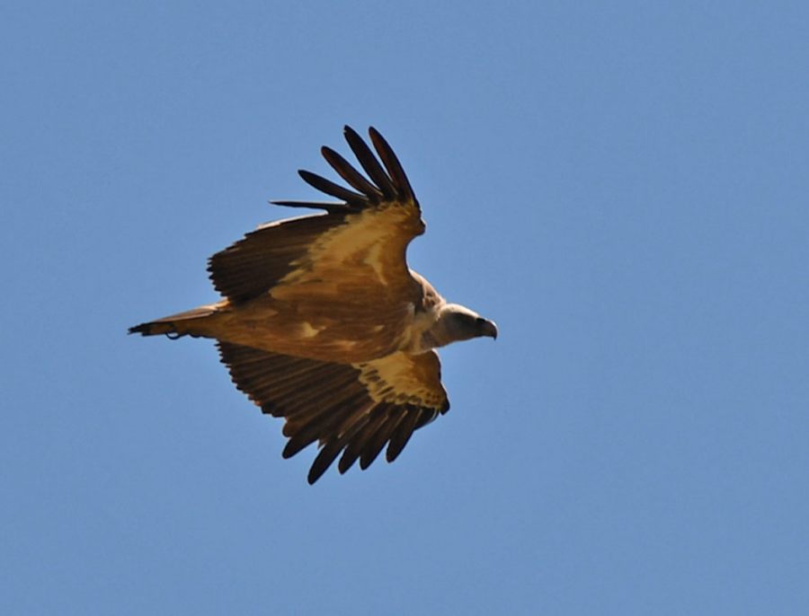 Griffon Vulture
