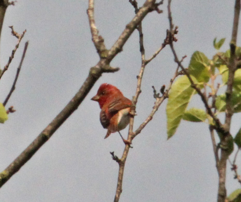 Common Rosefinch