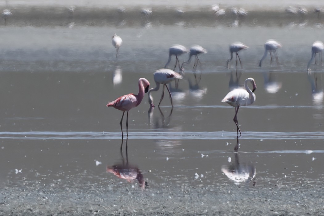 Lesser Flamingo