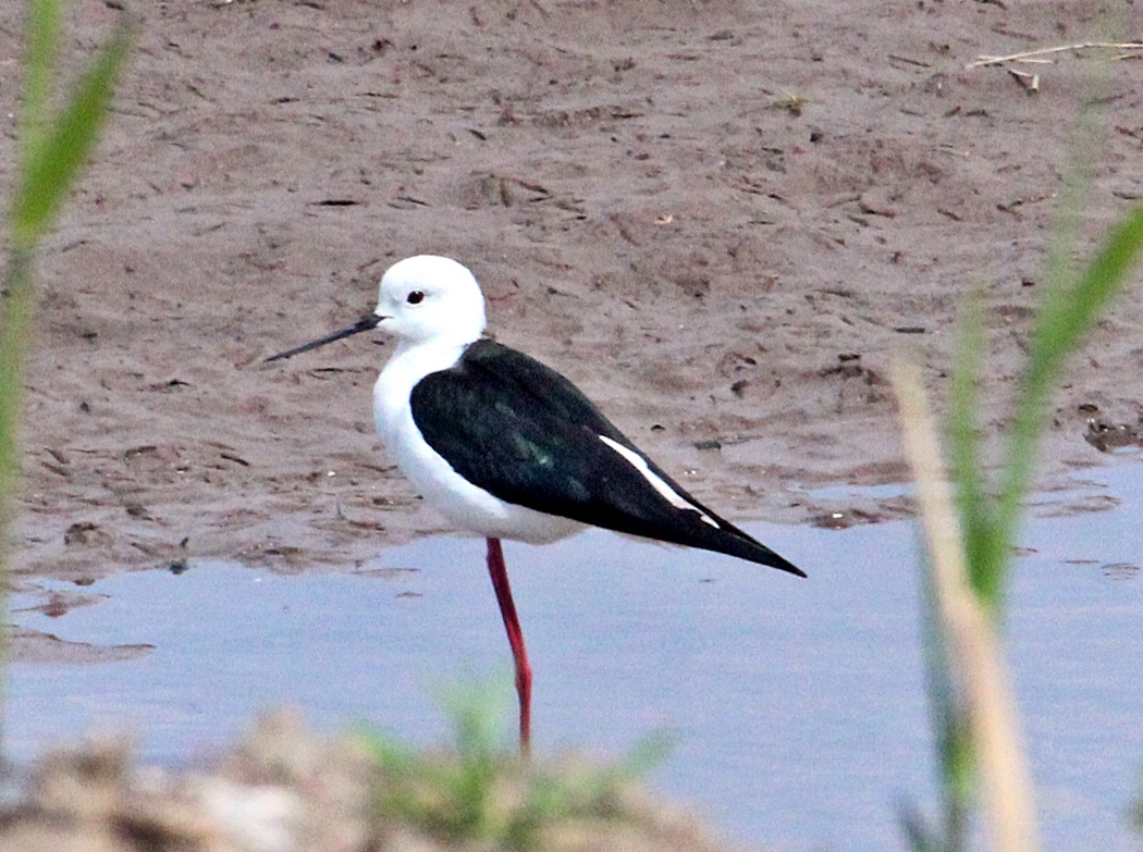 Black-winged Stilt