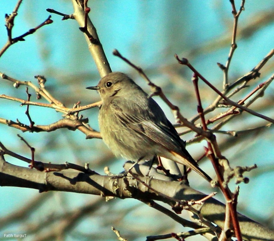 Black Redstart