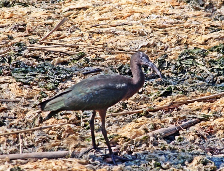 Glossy Ibis