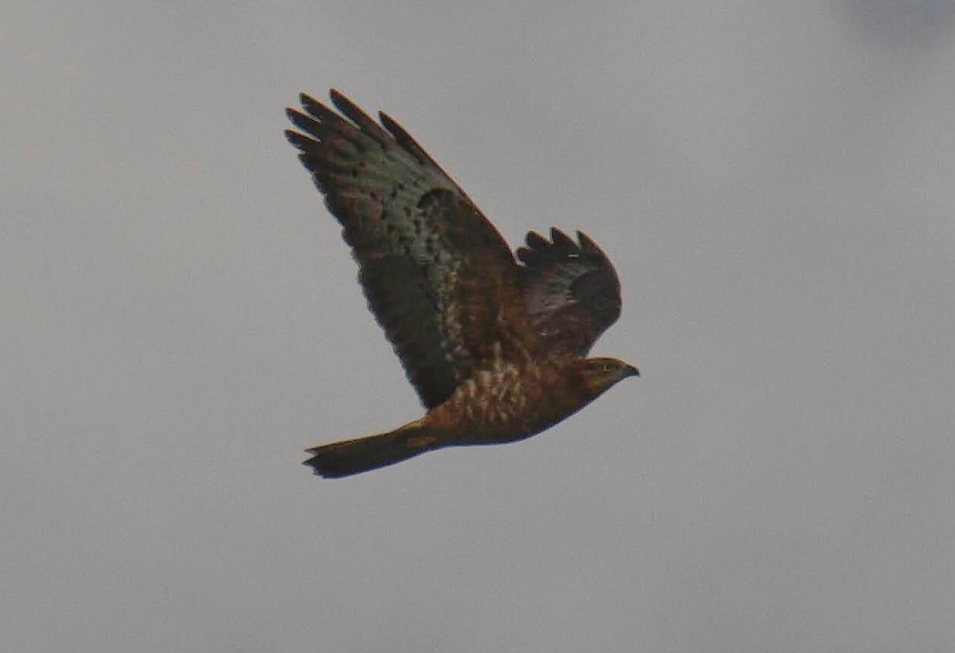 European Honey Buzzard