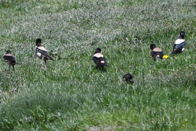 Rosy Starling
