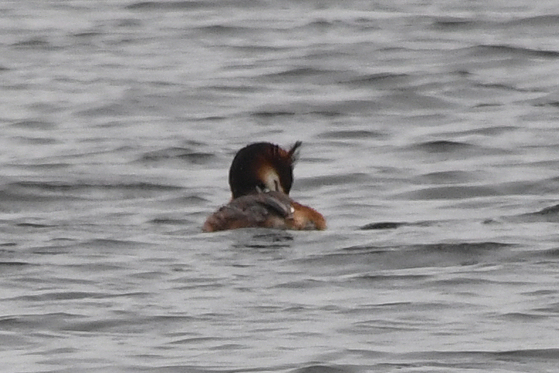 Great Crested Grebe
