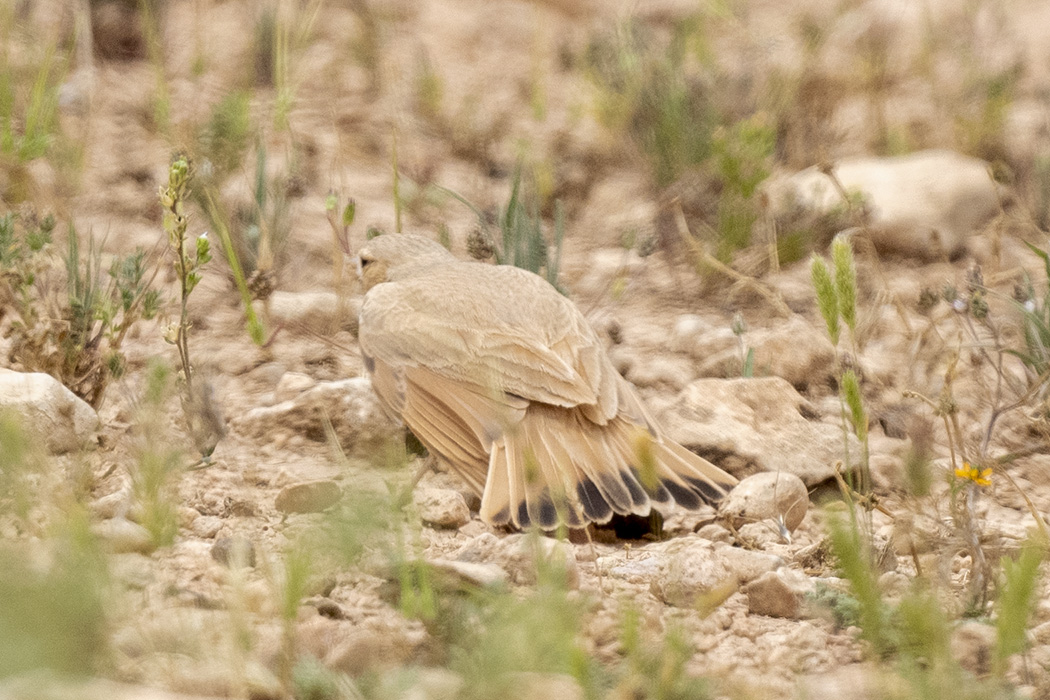 Bar-tailed Lark