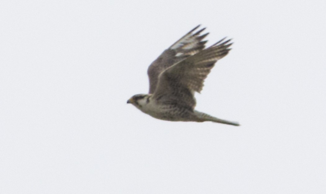 Lanner Falcon