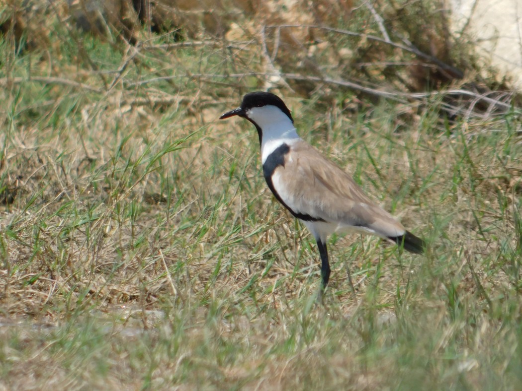 Spur-winged Lapwing