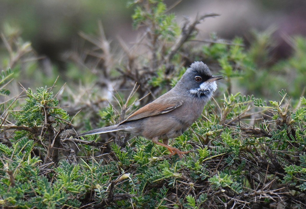 Spectacled Warbler