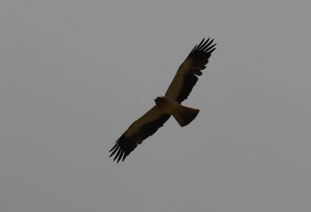 Booted Eagle