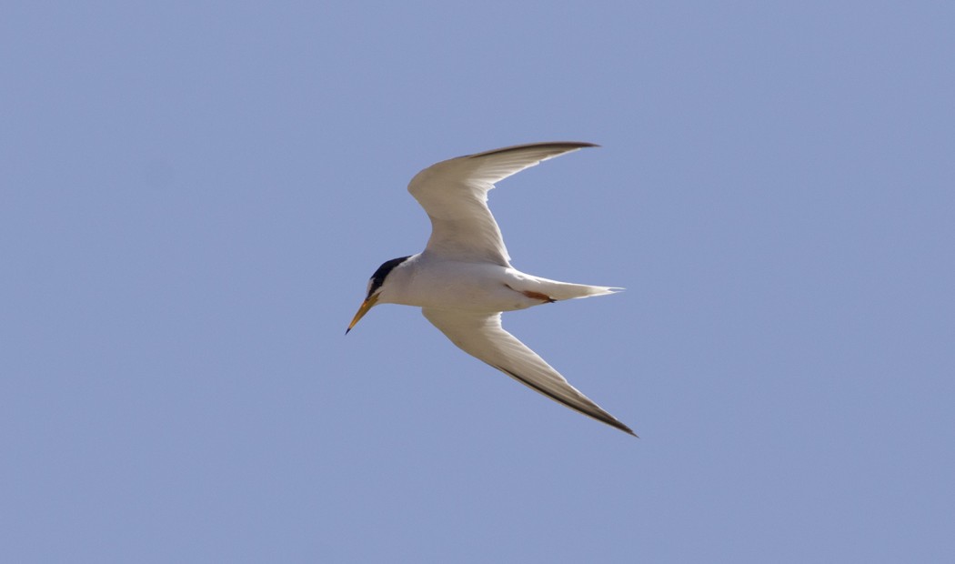 Little Tern