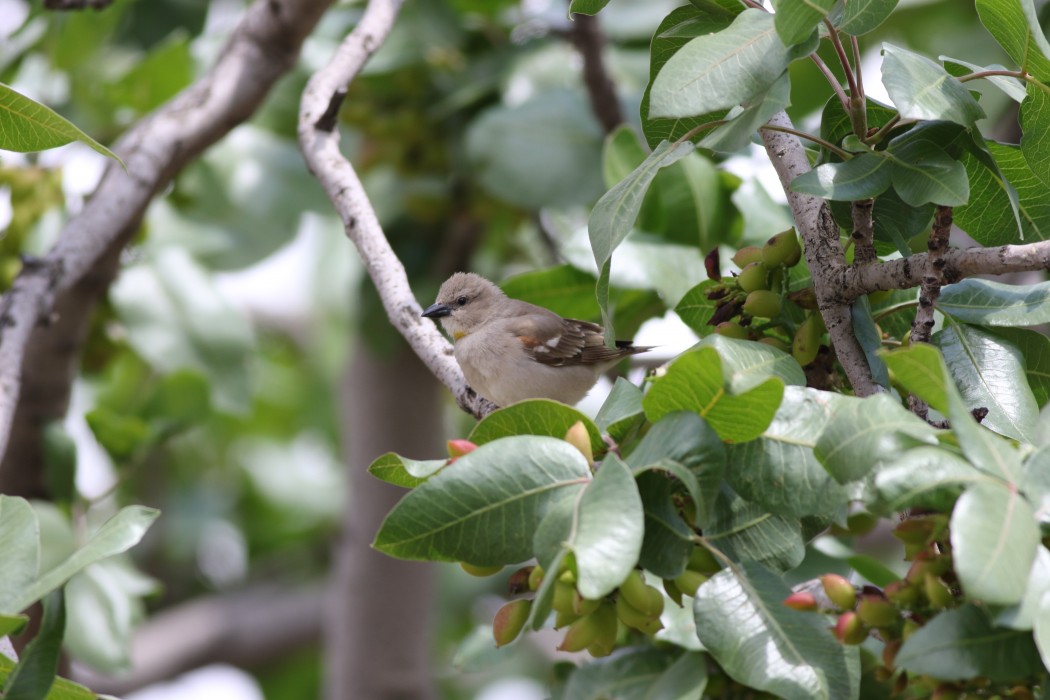 Yellow-throated Sparrow