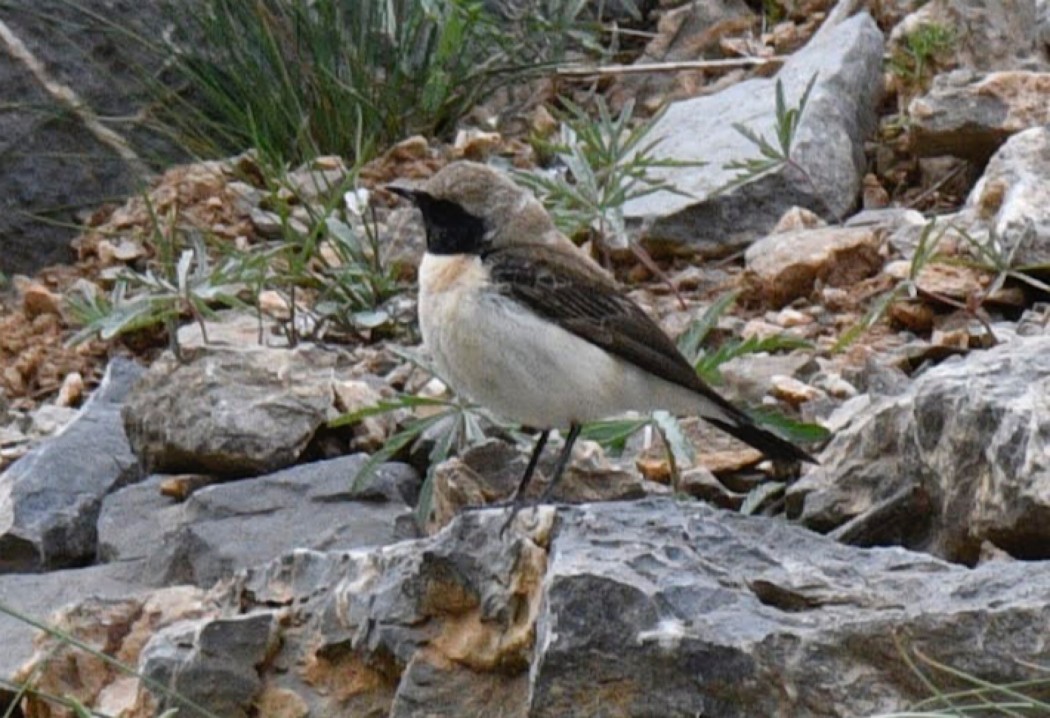 Black-eared Wheatear