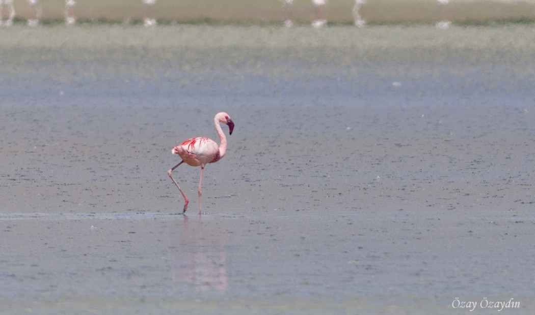 Lesser Flamingo