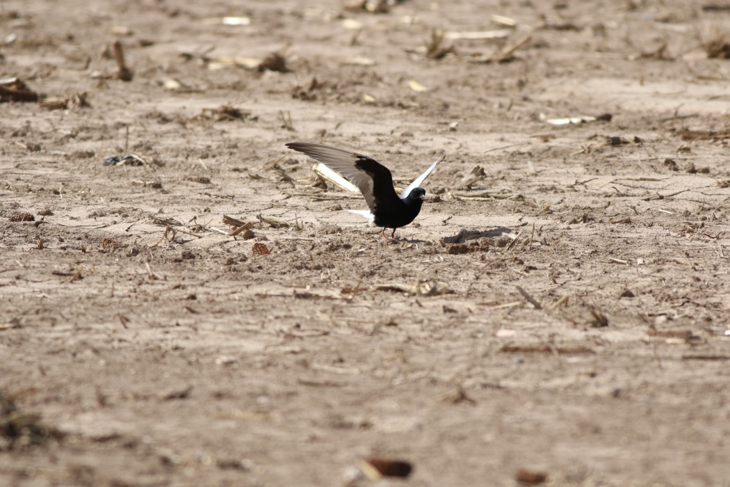White-winged Tern