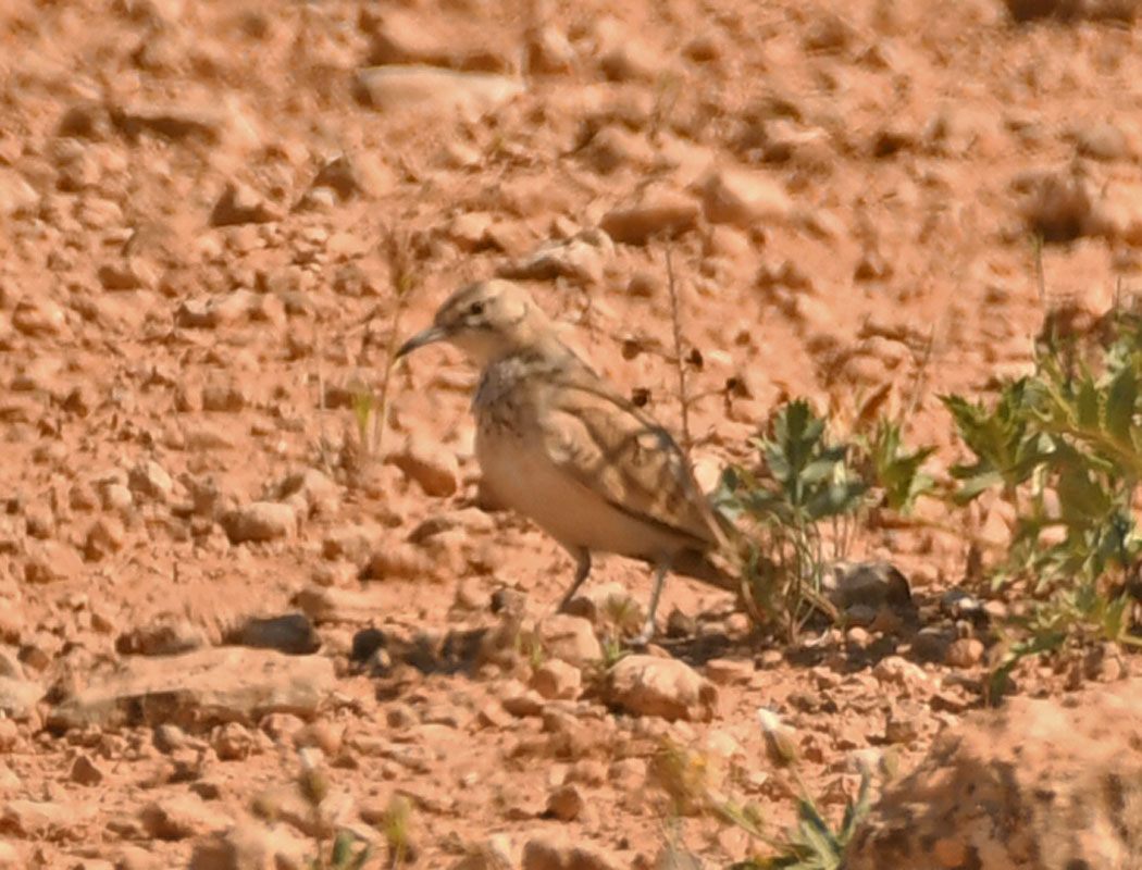 Greater Hoopoe-Lark