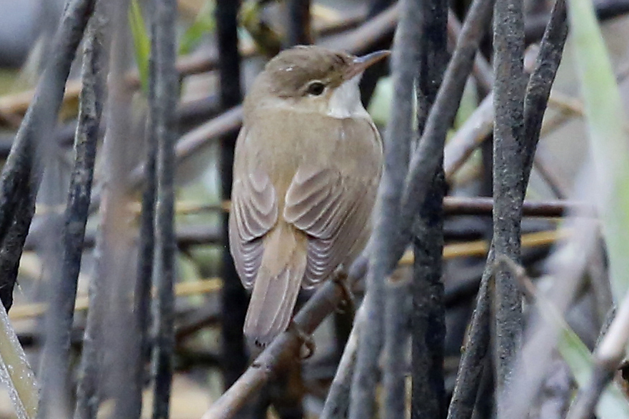 Marsh Warbler