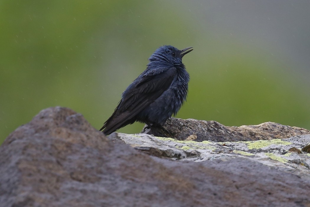 Blue Rock Thrush