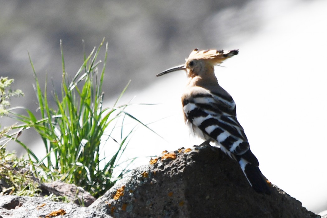 Common Hoopoe