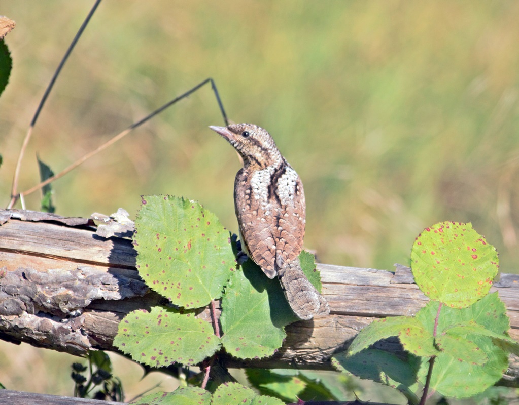 Eurasian Wryneck