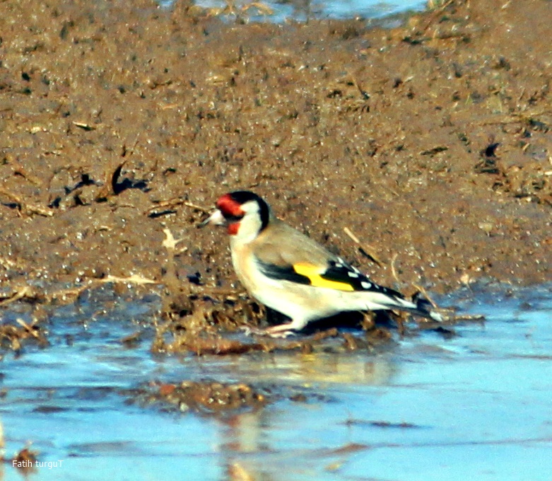 European Goldfinch