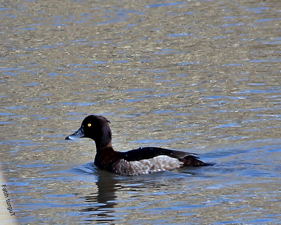 Tufted Duck