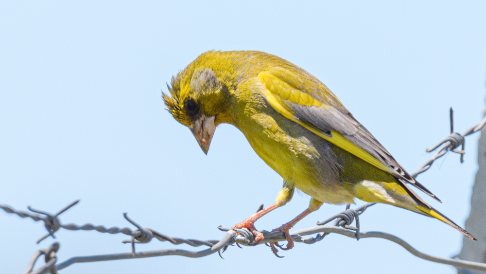 European Greenfinch