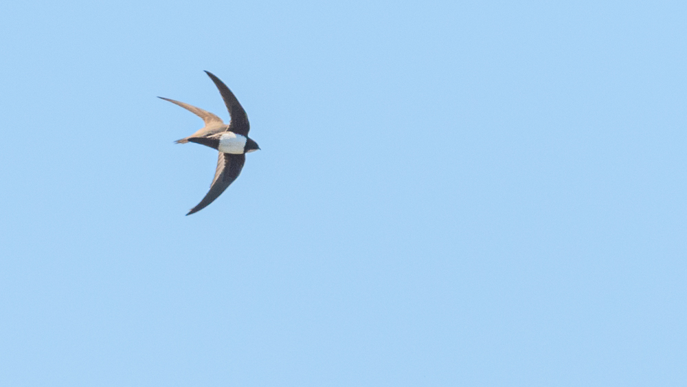 Alpine Swift