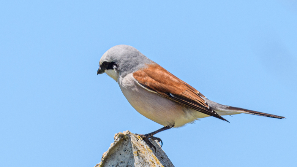 Red-backed Shrike