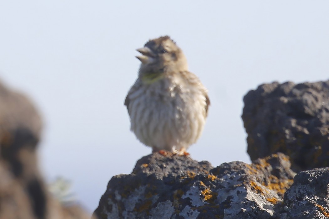 Rock Sparrow