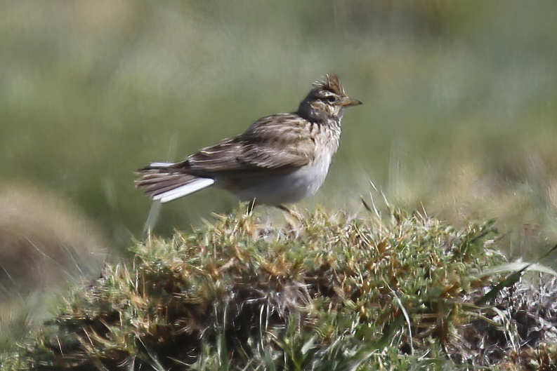 Eurasian Skylark
