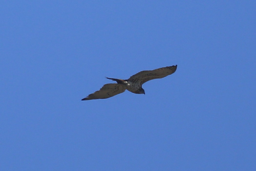 Short-toed Snake Eagle