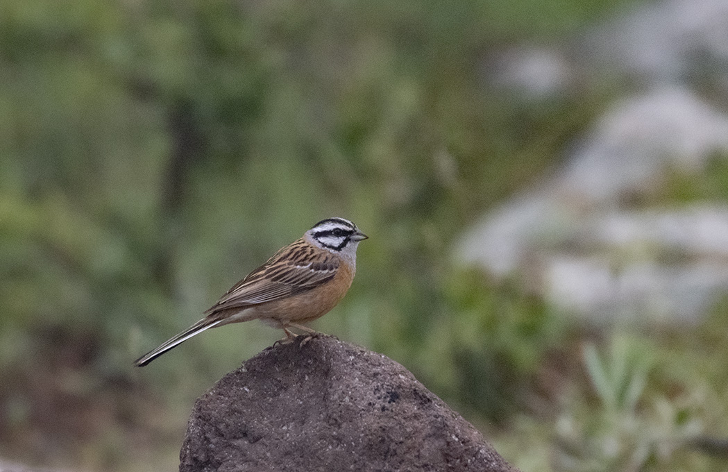 Rock Bunting