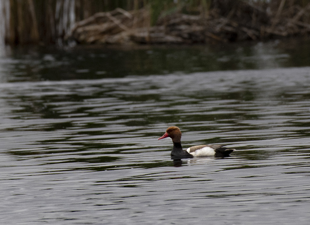 Red-crested Pochard