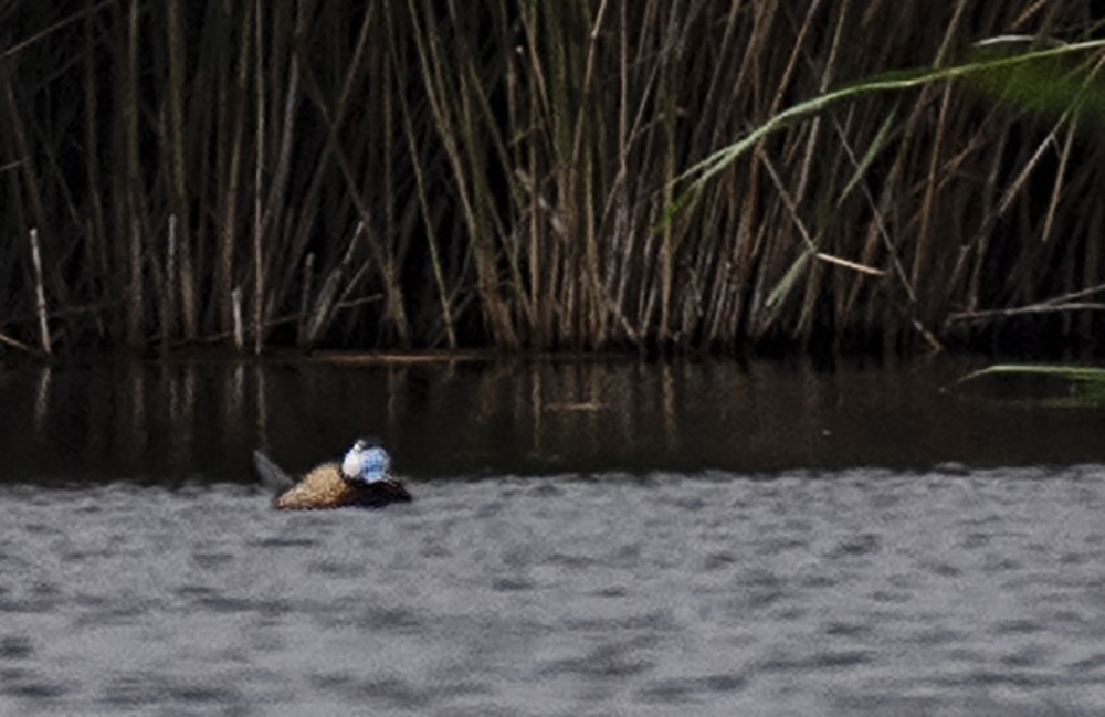White-headed Duck