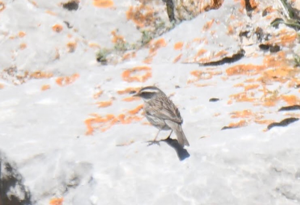 Radde`s Accentor