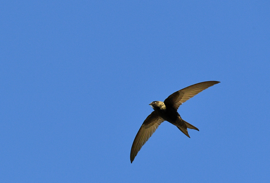 Common Swift
