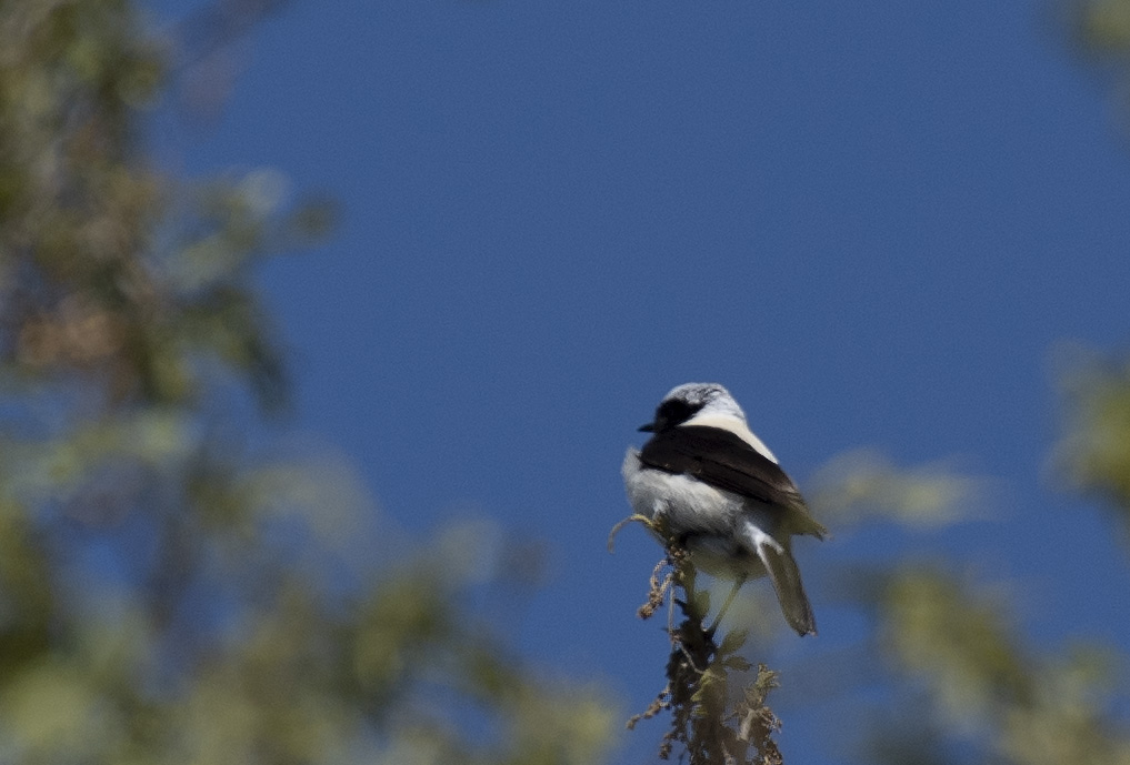 Finsch`s Wheatear