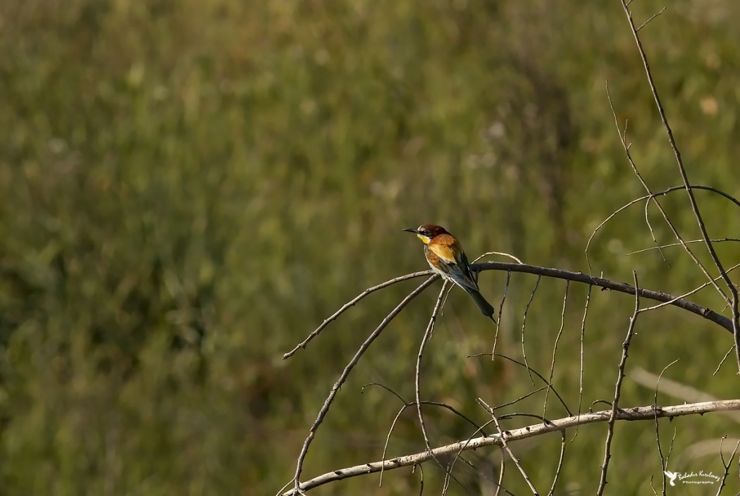 European Bee-eater