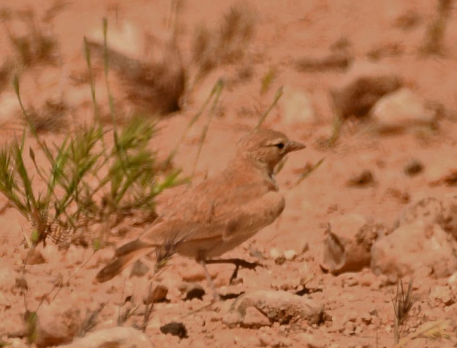Bar-tailed Lark