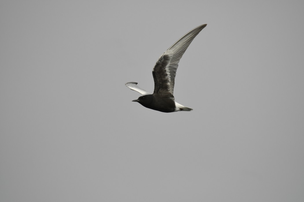 White-winged Tern