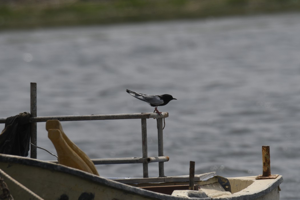 Black Tern