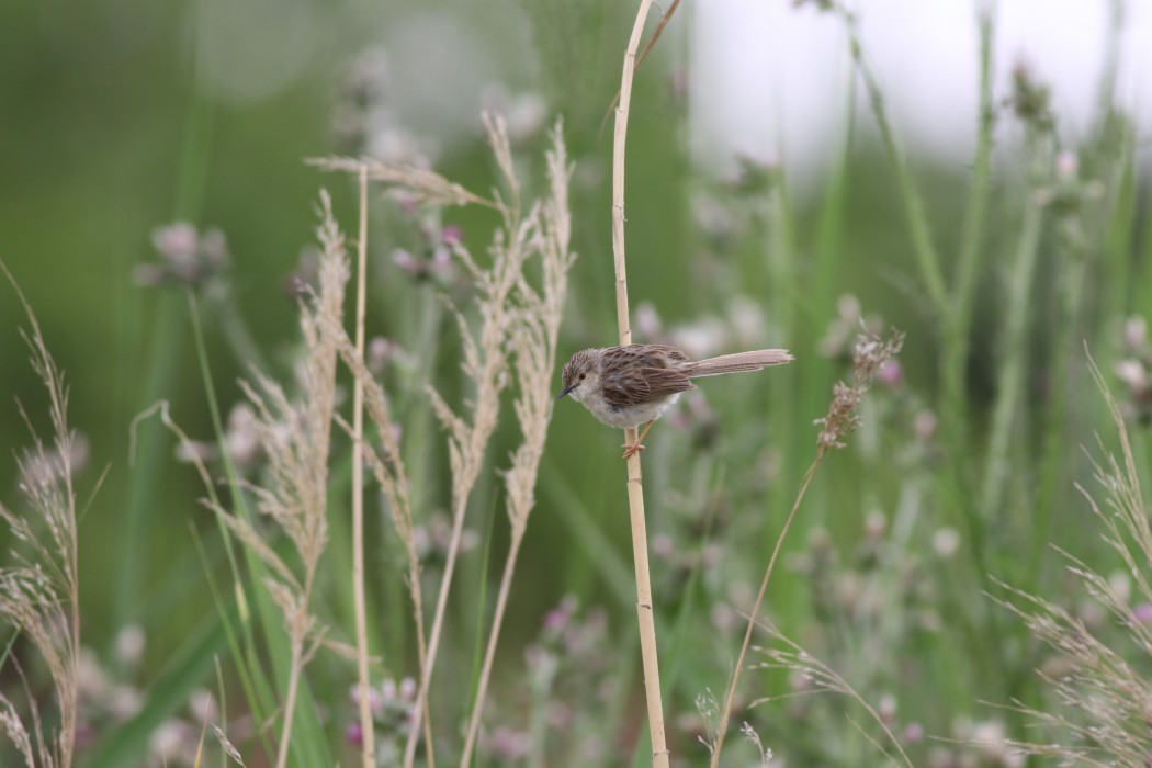 Delicate Prinia