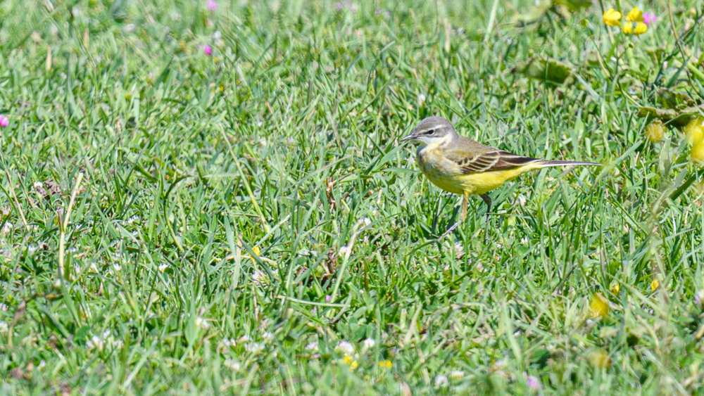 Western Yellow Wagtail