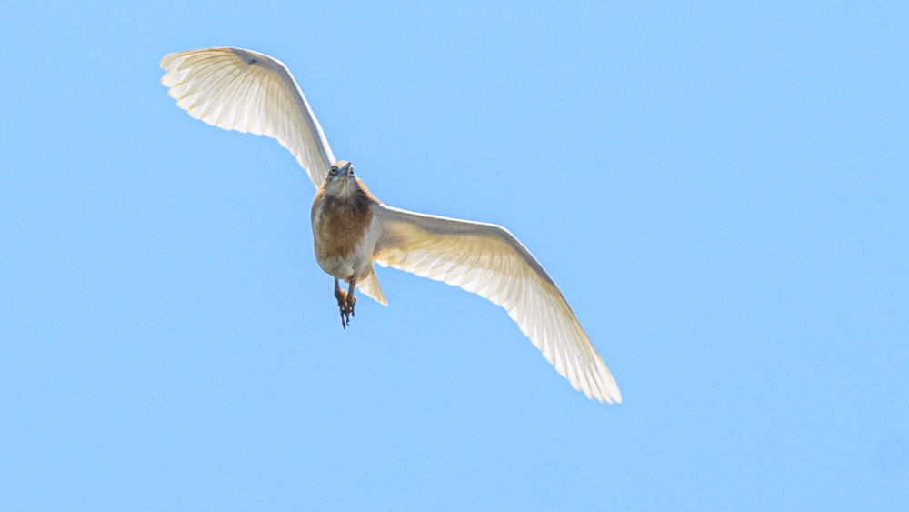 Squacco Heron