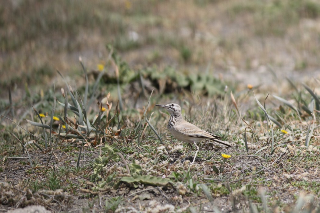 Greater Hoopoe-Lark